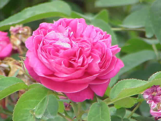Rosa damascena (Маслодайна роза).